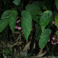 Begonia malabarica Lam.